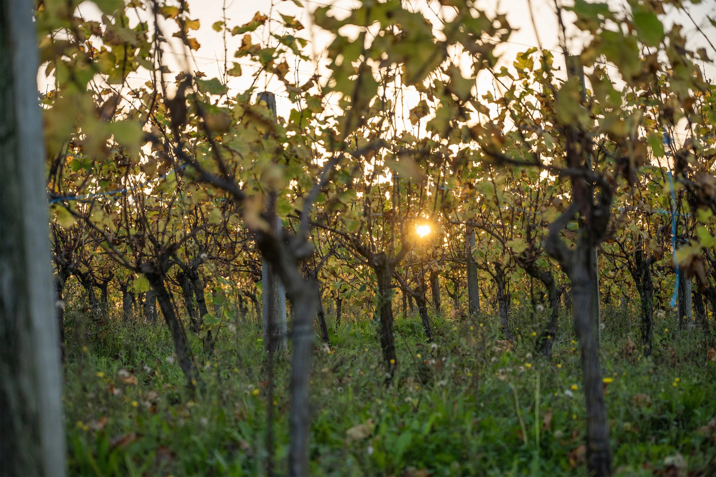 Rebenhang in der Abendsonne, lange Schatten.