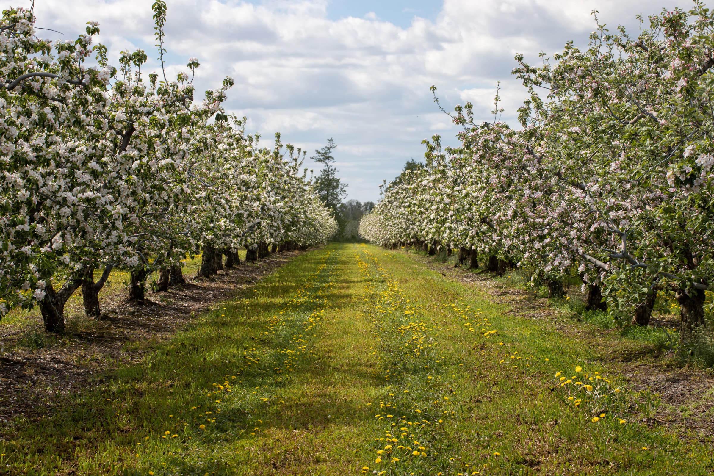 Streuobstwiese mit verschiedenen Apfelsorten, Wildblumen.