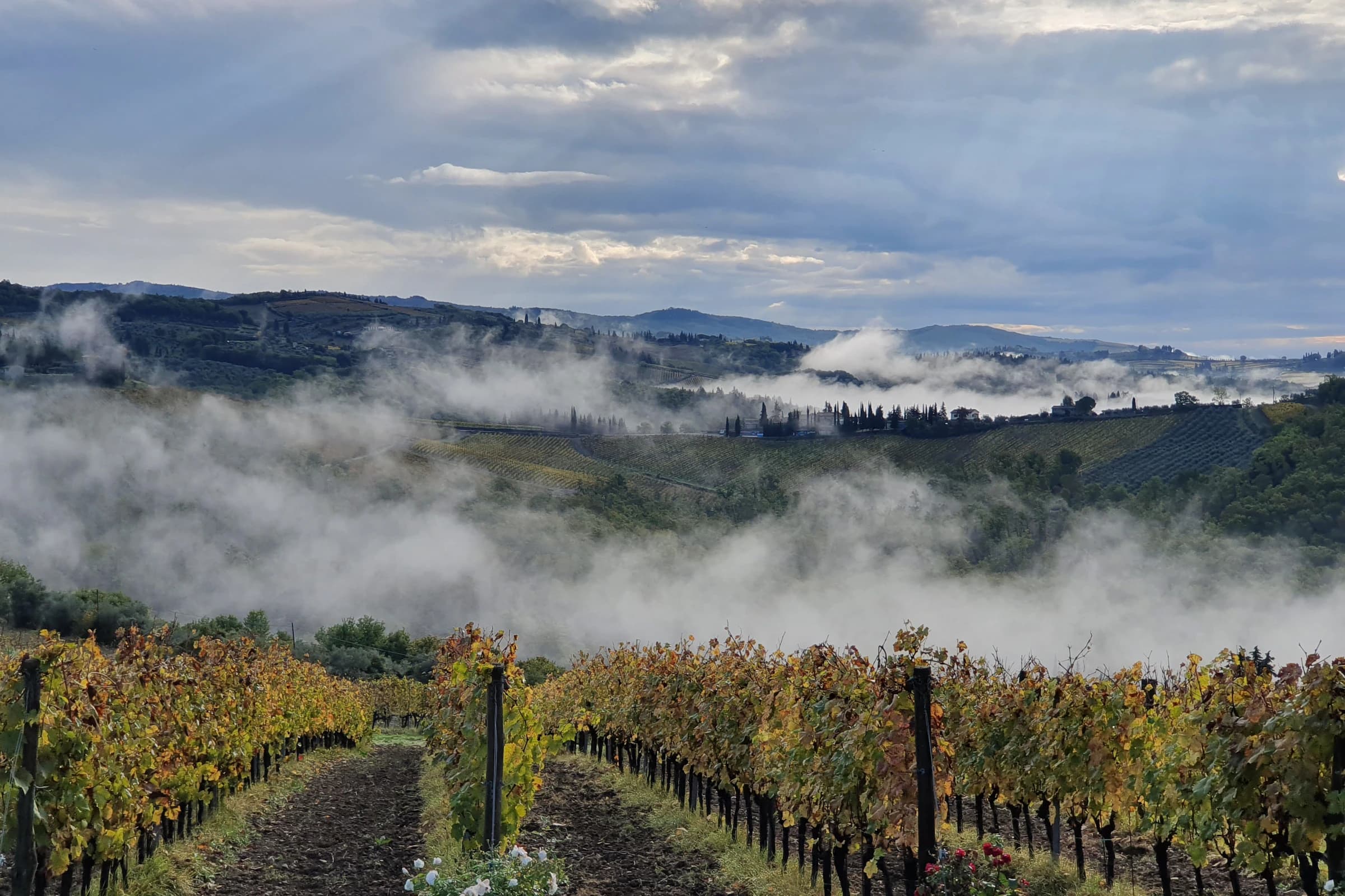 Weinberg in Klöch im Herbstnebel, Reihen rote Reben.