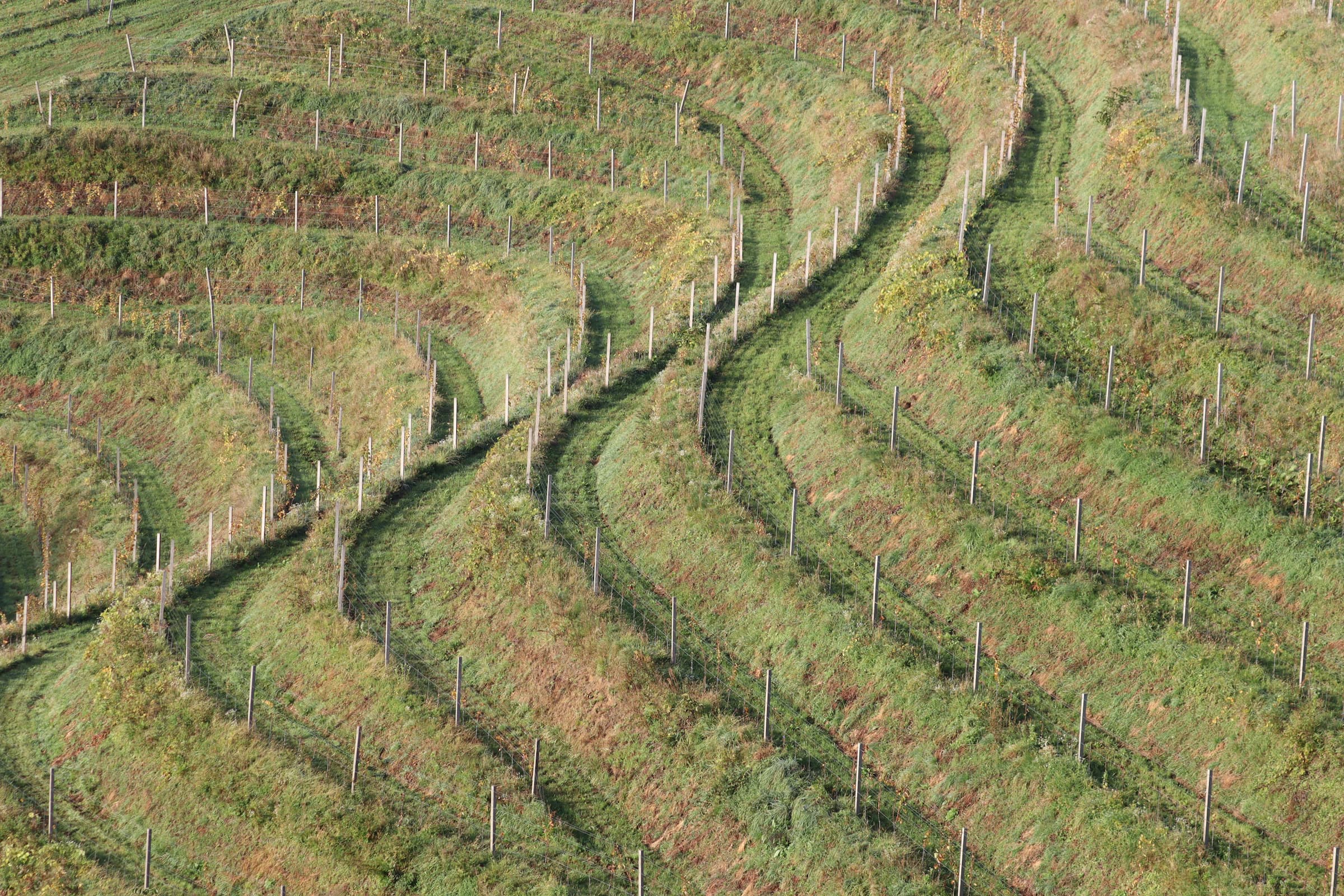 Weinberg in Ratsch mit Morgennebel über den Reben.
