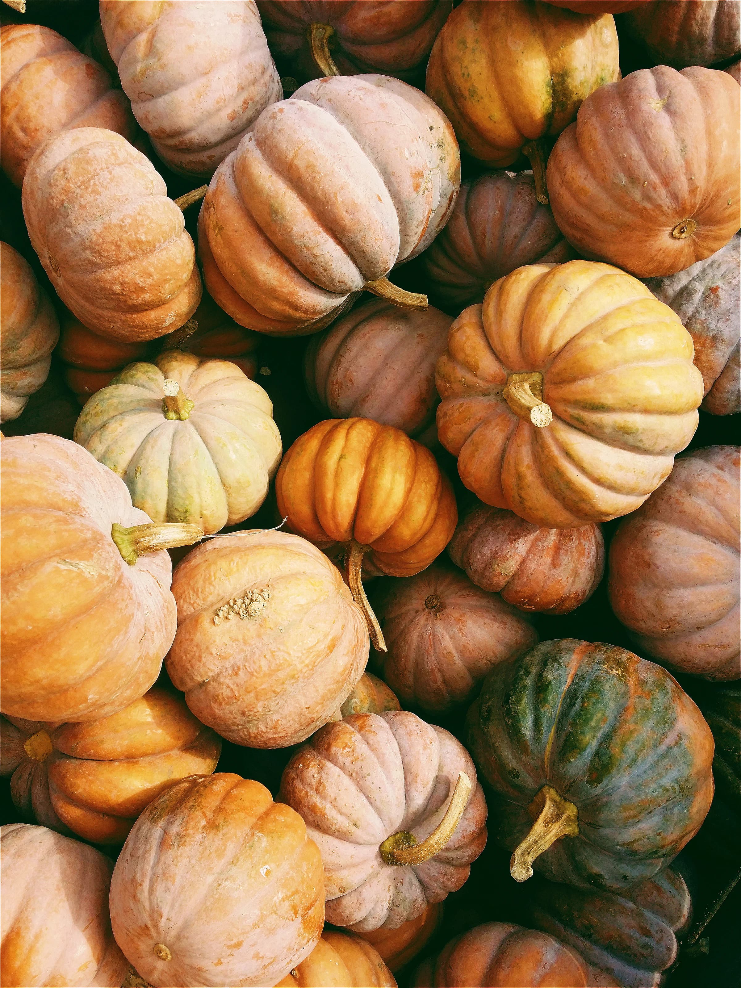 Korb mit Steirerkürbis, Herbststimmung.