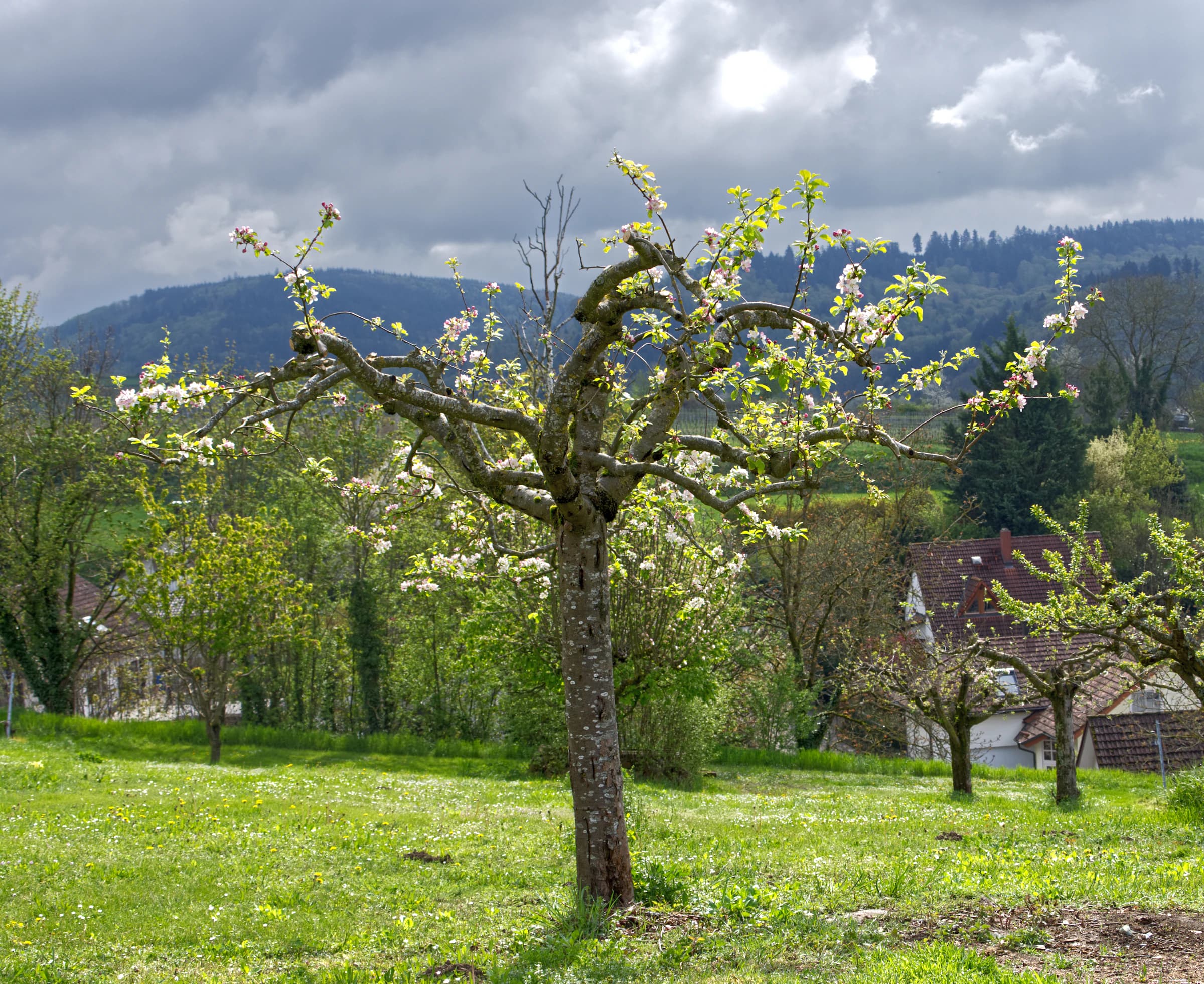 Streuobstwiese im Frühling, blühende Apfelbäume.
