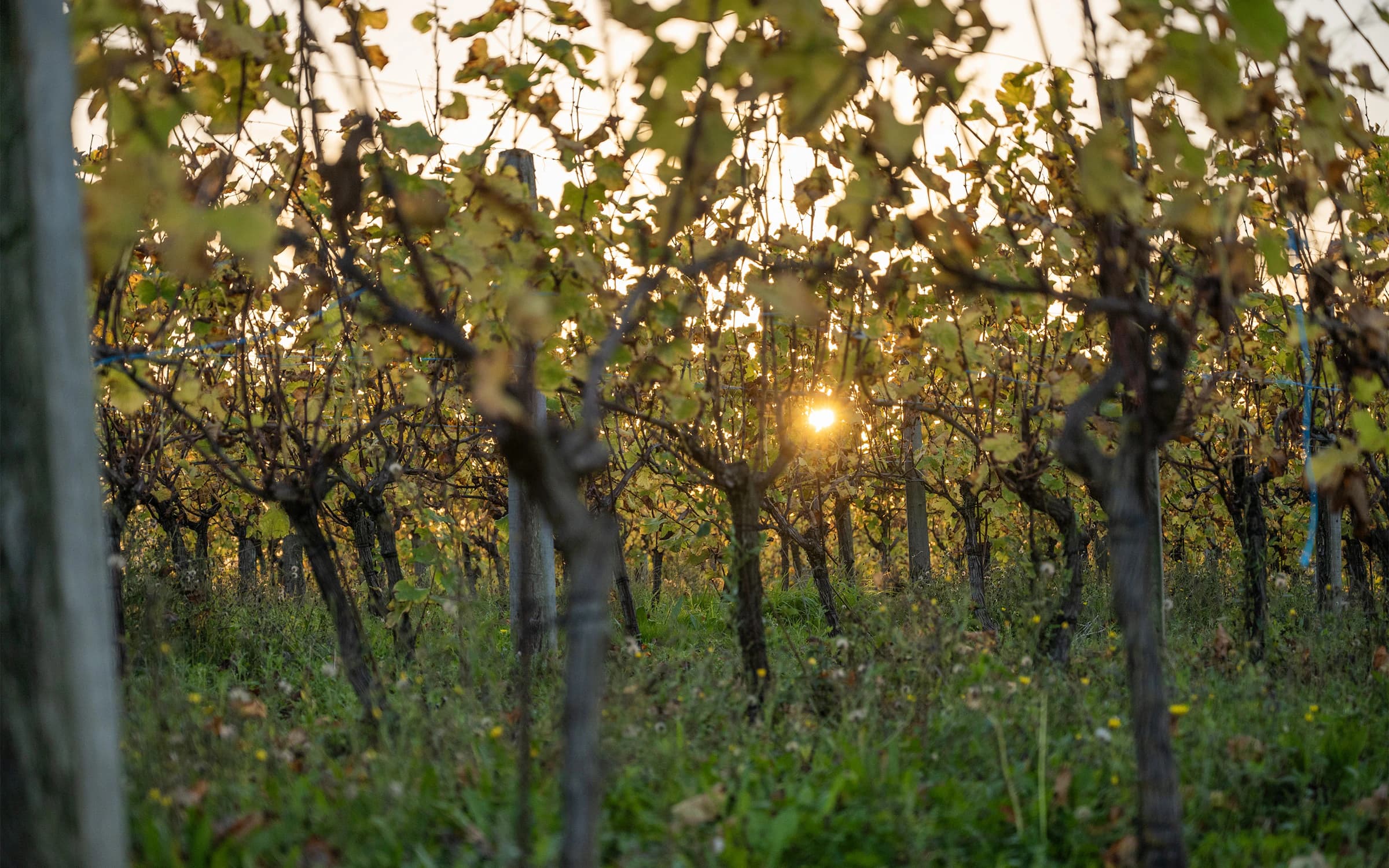 Reben am Hang, goldenes Abendlicht.